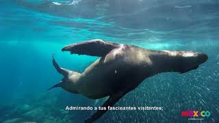 Piensa en México. Visit México