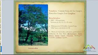 Guajitos y el origen de la zona 21