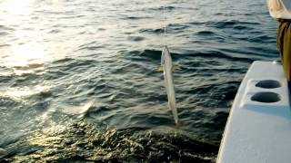 Deep Sea Fishing, near Corcovado National Park