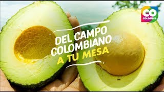 Del campo Colombiano a tu mesa 🥑