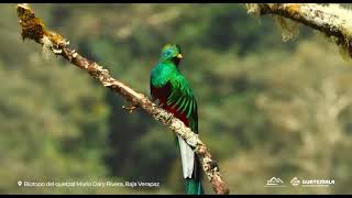 Sorpréndete con la naturaleza del Monumento Natural Semuc Champey